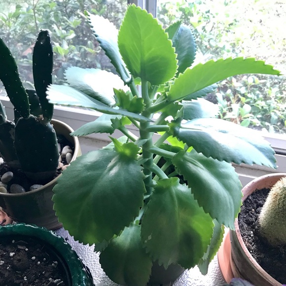 🌱3 LG Kalanchoe Mother of Thousands live Plants - Picture 5 of 16